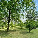Del Molino Vecchio Magliano Alfieri