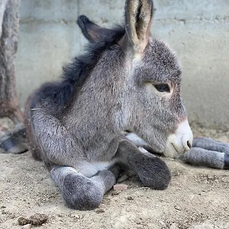 Dom wakacyjny Del Molino Vecchio Magliano Alfieri