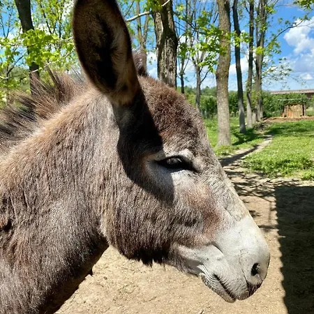 Nyaraló Del Molino Vecchio Magliano Alfieri
